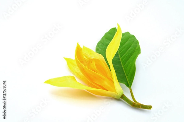 Obraz White Champaka on white background