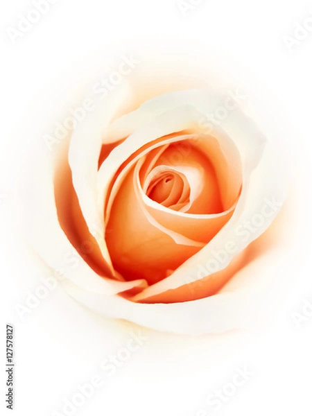 Fototapeta Pastel colored rose closeup - soft white background