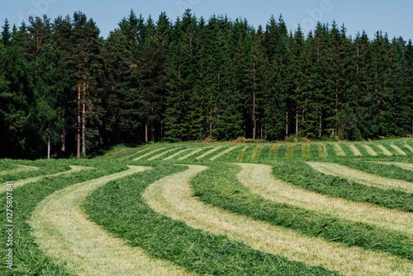 Obraz Fresh cut meadow