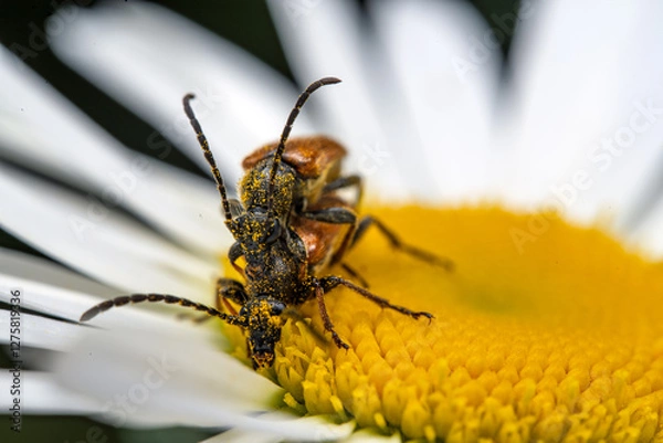 Obraz Macro Shot of Two Beetles Mating on a Daisy
