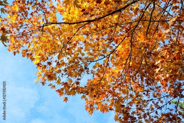 Obraz 日本の楓の紅葉