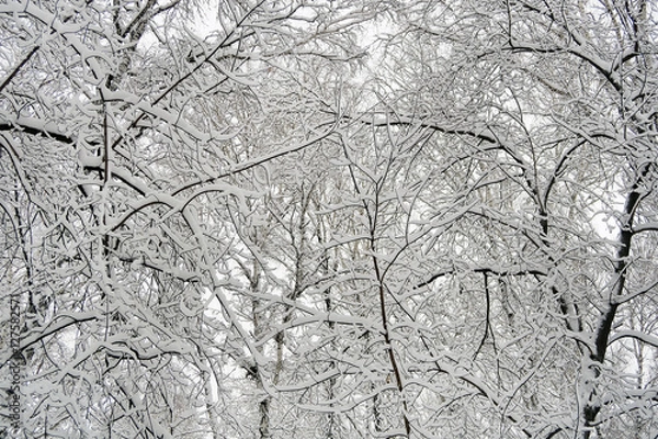 Fototapeta Trees in the Snow