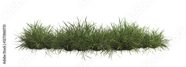 Fototapeta 3d render of Chinese Lilyturf, bush,isolated over transparent background, PNG cut-out