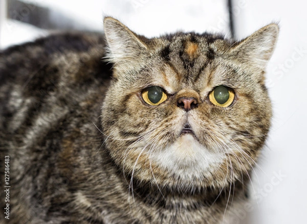 Fototapeta cat muzzle