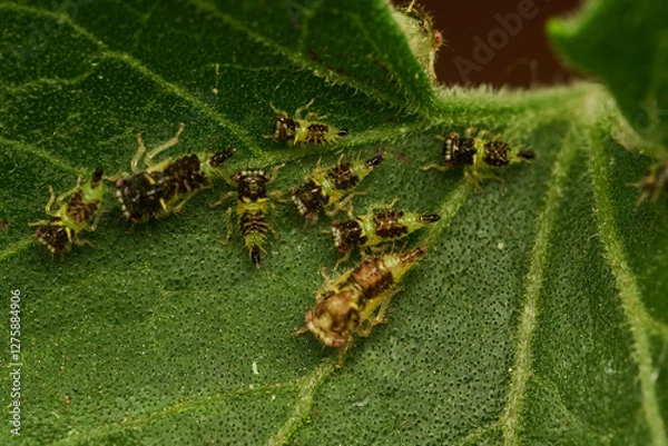 Fototapeta macro shot of newborn cyphonia insects on leaf