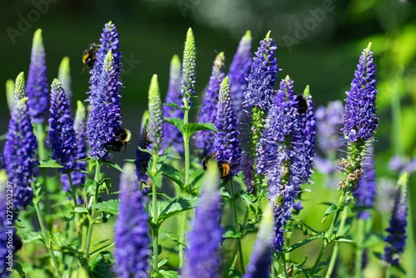 Obraz przetacznik kłosowy, Spike Speedwell Flower, Veronica spicata	