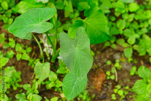 Fototapeta Taro leaves top view