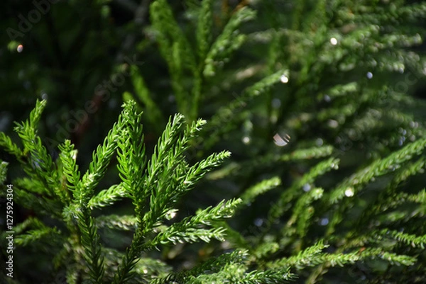 Obraz 	朝露に濡れた杉の若葉