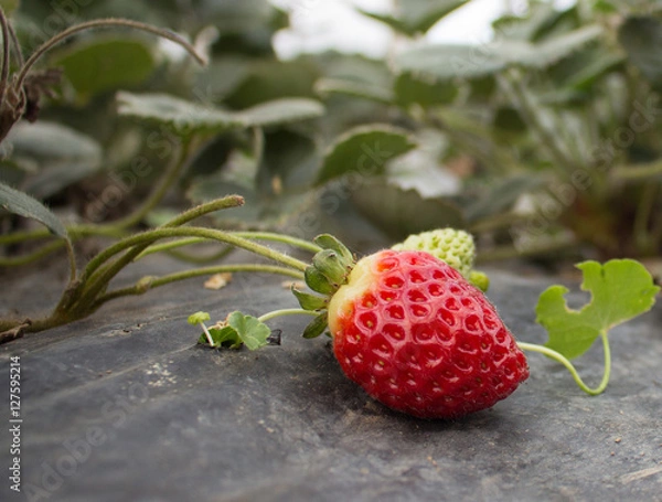 Obraz ripe red strawberriy growing on a bush with green leaves 