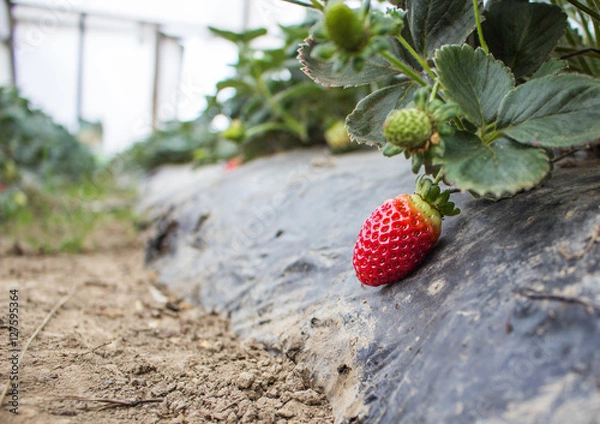 Obraz ripe red strawberry growing on a bush with green leaves 