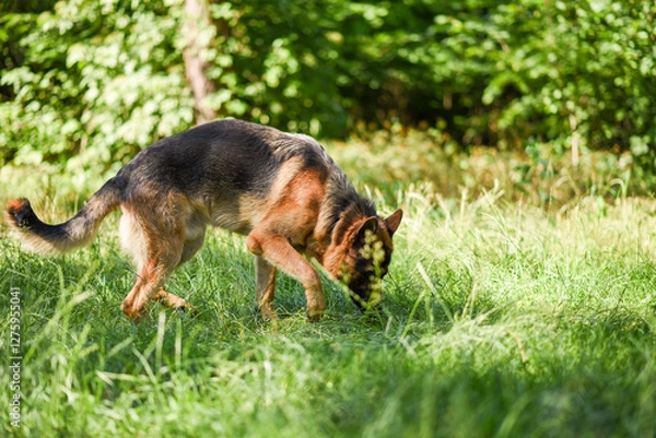 Fototapeta male German Shepherd on a walk in the summer forest, large dog walks in the field in the sunlight, walking a dog in the warm season, dog carries a stick