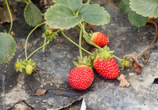 Obraz ripe red strawberries growing on a bush with green leaves 