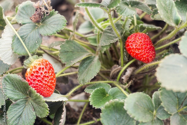 Obraz Two ripe red strawberries growing on a bush with green leaves 