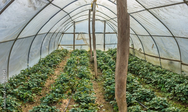 Obraz Polythene tunnel as a plastic greenhouse with growing strawberry bushes 