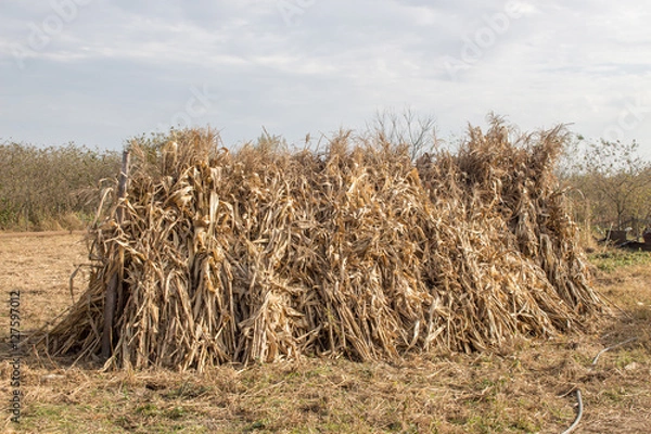 Fototapeta Stack or shock of dry corn stalks in the field 