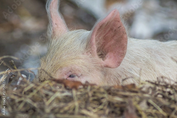 Obraz Pink piglet ear sticking out from the dry grass 