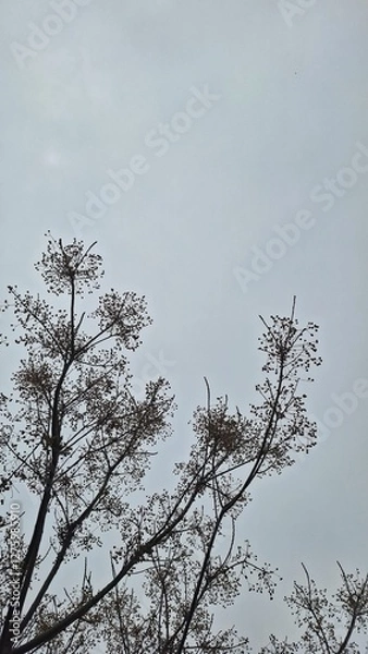 Fototapeta tree in the sky