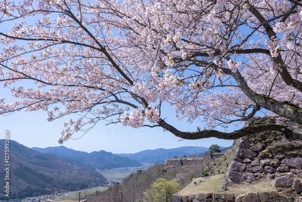 Obraz 桜満開の竹田城跡