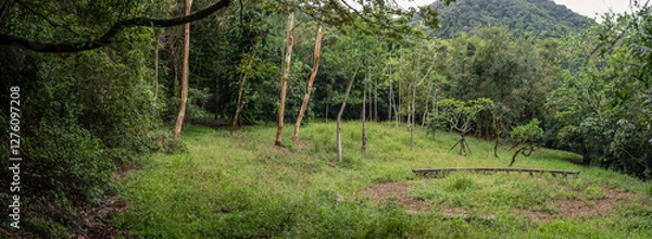 Fototapeta Expansive green meadow surrounded by dense tropical forest with towering trees in Taiwan