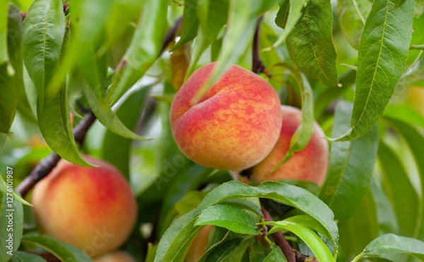 Fototapeta The peach - Prunus persica  - is a fruit bearing  tree. Red, ripe peaches with juicy yellow flash  in the orchard.