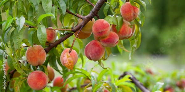 Fototapeta The peach - Prunus persica  - is a fruit bearing  tree. Red, ripe peaches with juicy yellow flash  in the orchard.