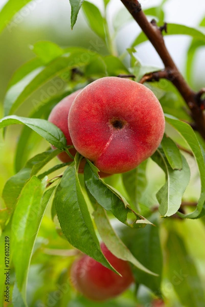 Fototapeta The peach - Prunus persica  - is a fruit bearing  tree. Red, ripe peaches with juicy yellow flash  in the orchard.