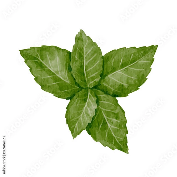 Fototapeta Green leaves of fresh, fragrant mint.Vector graphics.