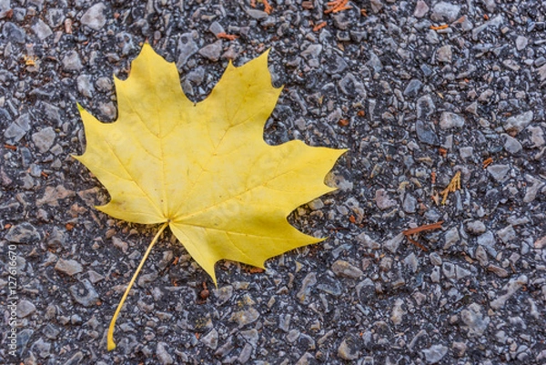 Obraz Single vibrant yellow autumn maple leaf