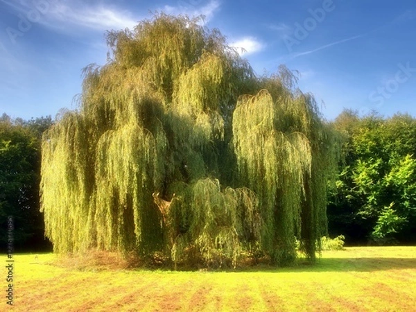 Fototapeta Imposing spacious weeping willow on a mown meadow. Bright in the sunshine. A landscape designing tree