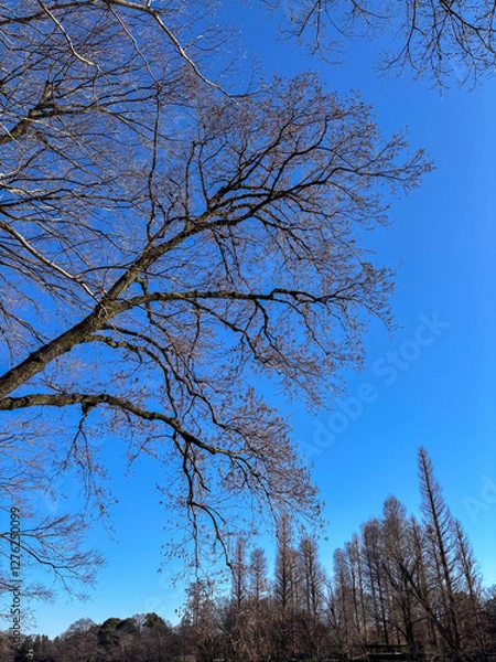 Obraz 美しい姿の木の枝々、青空を背景に