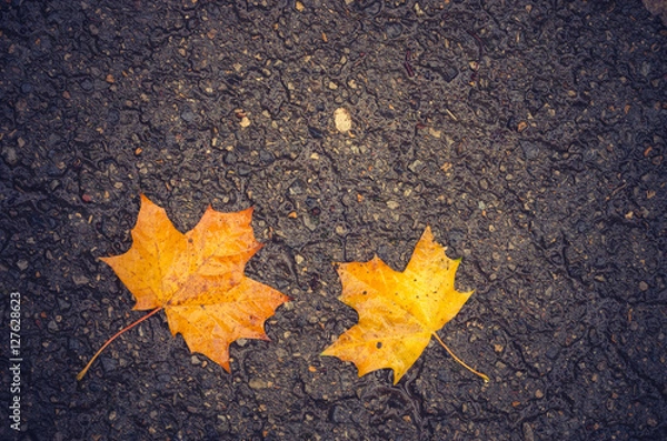 Fototapeta Yellow maple leaves on wet asphalt road