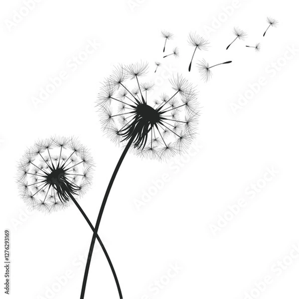Fototapeta Vector illustration dandelion time. Black Dandelion seeds blowing in the wind. The wind inflates a dandelion isolated on a white background.