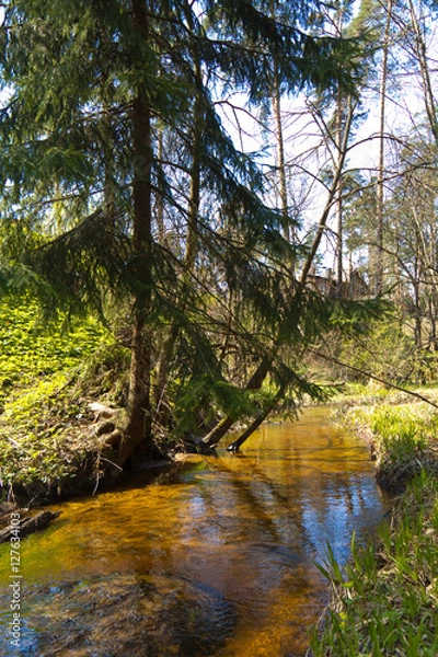 Obraz Лесной ручей в соснах