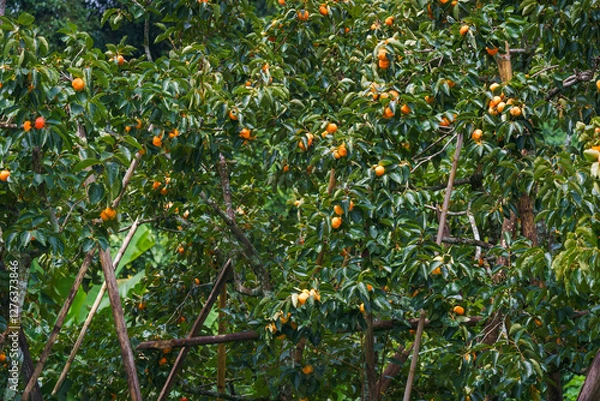 Fototapeta Persimmon tree fresh fruit that is ripened is hanging on the branches in the plant garden is juicy fruit and ripe fruit with persimmon trees lovely crisp juicy sweet hard crisp varieties.