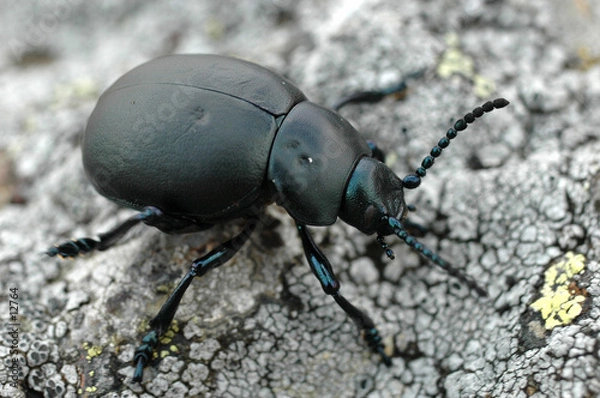 Fototapeta le crache-sang