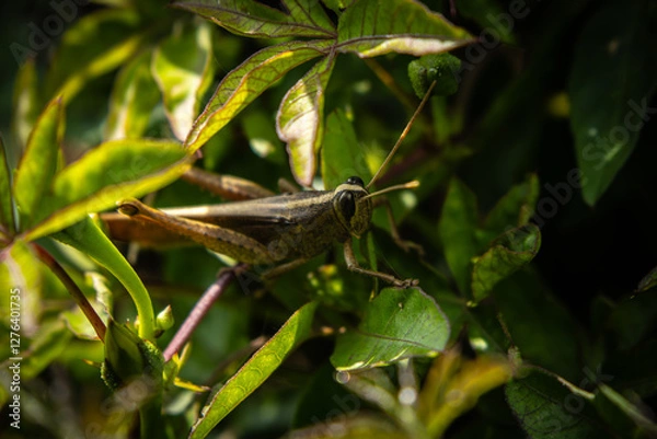 Obraz close up of cricket on leaf 