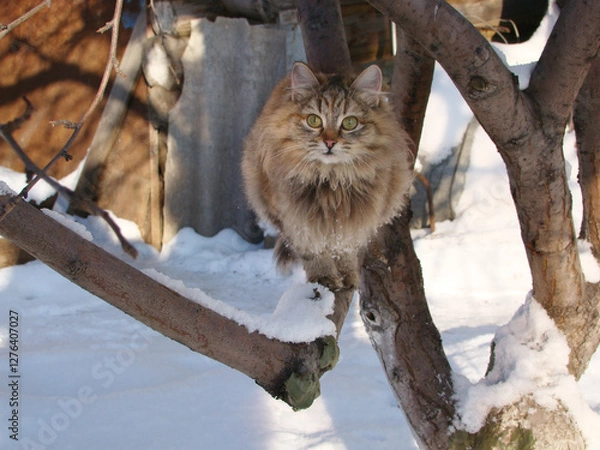 Fototapeta Gray fluffy cat sits on a tree in winter