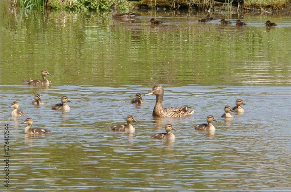 Fototapeta A duck with ducklings swims in a pond