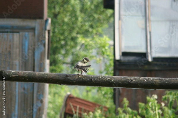 Fototapeta A small bird sitting on a wooden beam, rear view