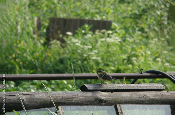 Fototapeta A titmouse sits on a wooden beam, Parus