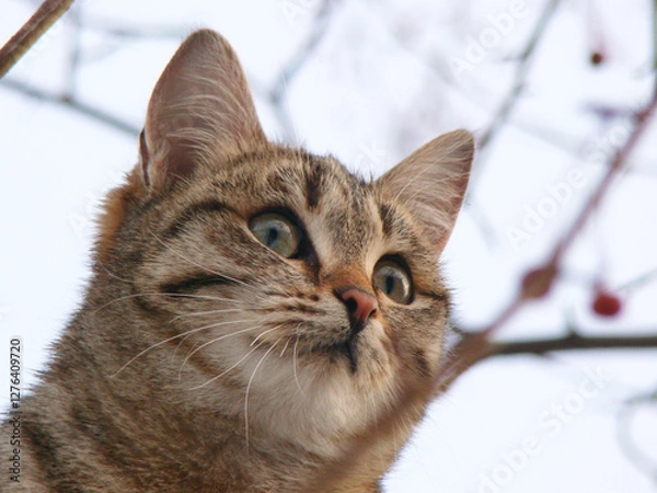 Fototapeta Cat sitting on a tree, portrait of a cat