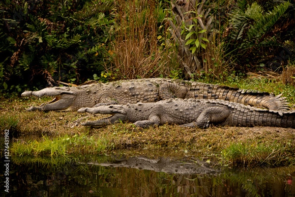 Obraz Two large alligators with their mouths open