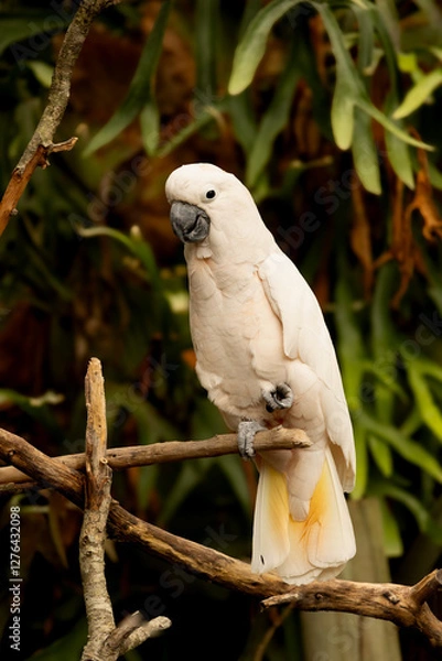 Obraz white cockatoo on branch in zoo