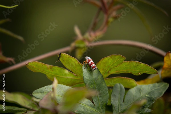 Obraz small insect geting ready to fly on a leaf 
