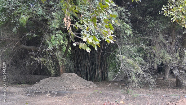 Fototapeta Dense foliage of intertwined trees and a large bamboo cluster dominate the scene.
