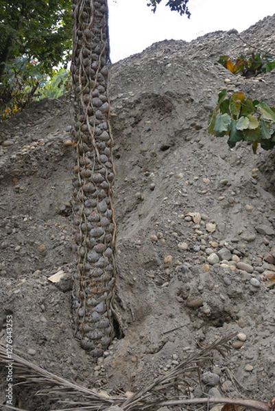 Fototapeta A tree trunk adorned with a dense pattern of intertwined, tightly wrapped vines and clusters of round, grayish objects resembling stone formations.