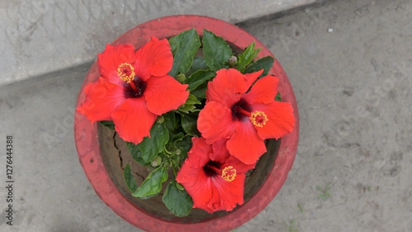 Fototapeta Red hibiscus flowers bloom on a green leafy plant, positioned in a red pot.