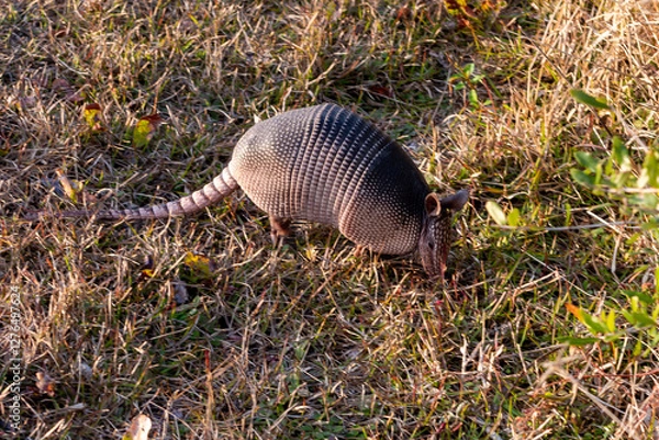 Obraz Nine-banded Armadillo using it's nose to root in the ground for food, Florida, USA. 