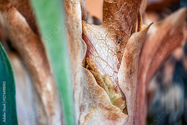 Obraz Close-up detail of Staghorn fern basal fronds. 