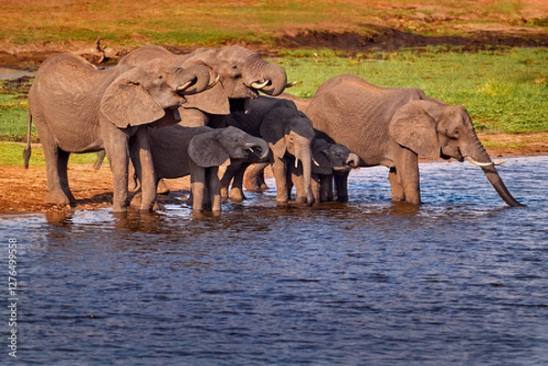 Fototapeta Wildlife scene from nature. Lake with big animals. A herd of African elephants drinking from river, lifting their trunks, Chobe National park, Botswana, Africa.